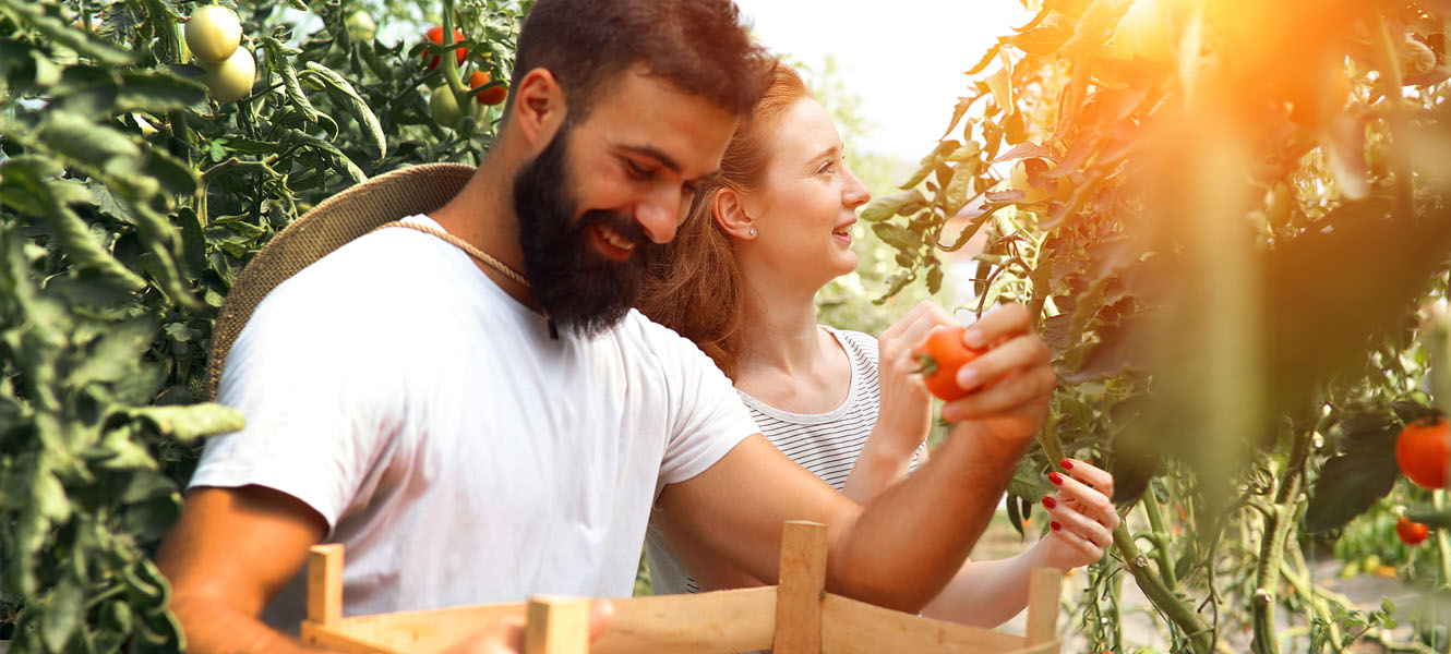 A couple picking tomatoes.